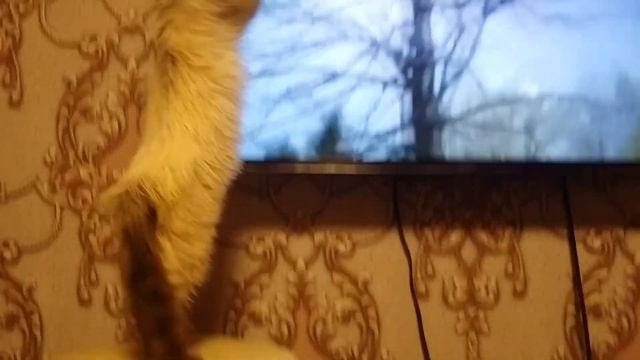 Мой спасеныш так любит телевизор/saved cat is watching tv смотреть онлайн