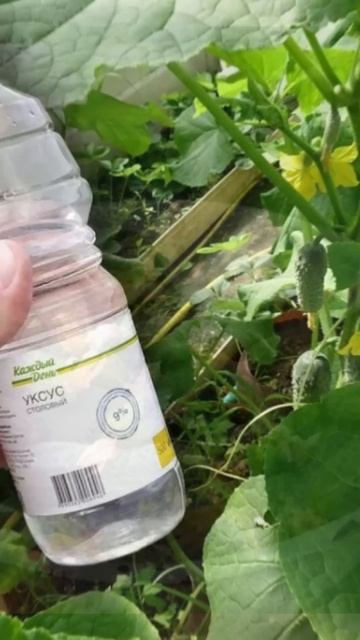 Лучшее средство как продлить плодоношение огурцов! #огород #рецепт #огурцы #дача смотреть онлайн