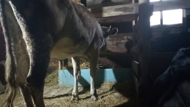 Как принять отёл,если вы впервые с этим сталкиваетесь. смотреть онлайн