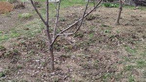 Весенняя подкормка яблонь