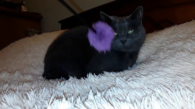 Фиксай подарил моему любимому коту Васе лук батун! (не шутка!) 🌷👍