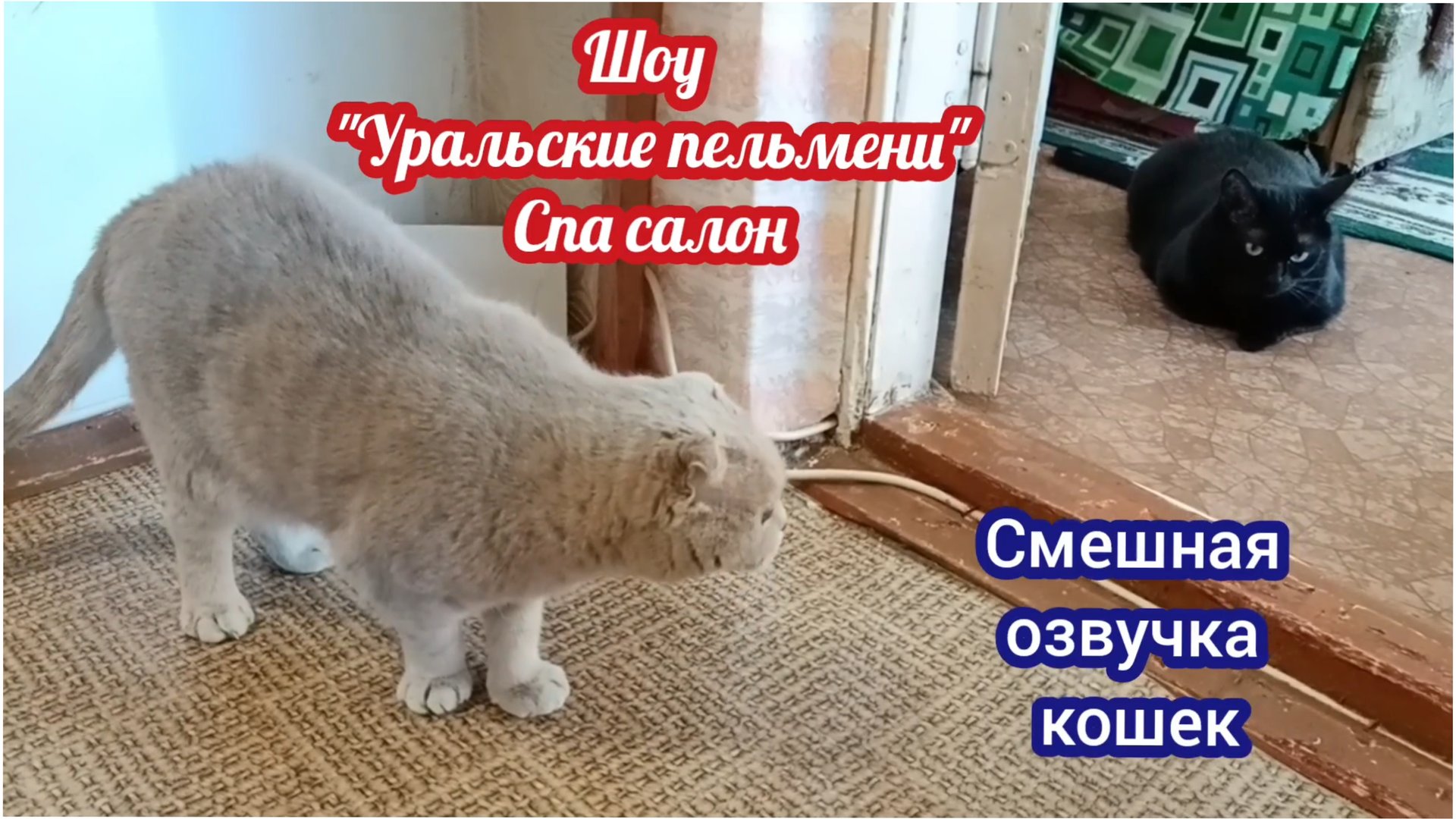 КОШКИ С ОЗВУЧКОЙ. смотреть онлайн