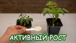 Это удобрение творит чудеса! 1 ложка — и рассада растёт как бешеная!