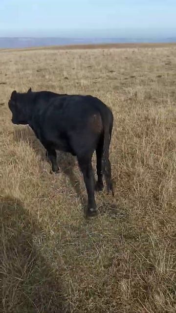 Ангус племенной смотреть онлайн