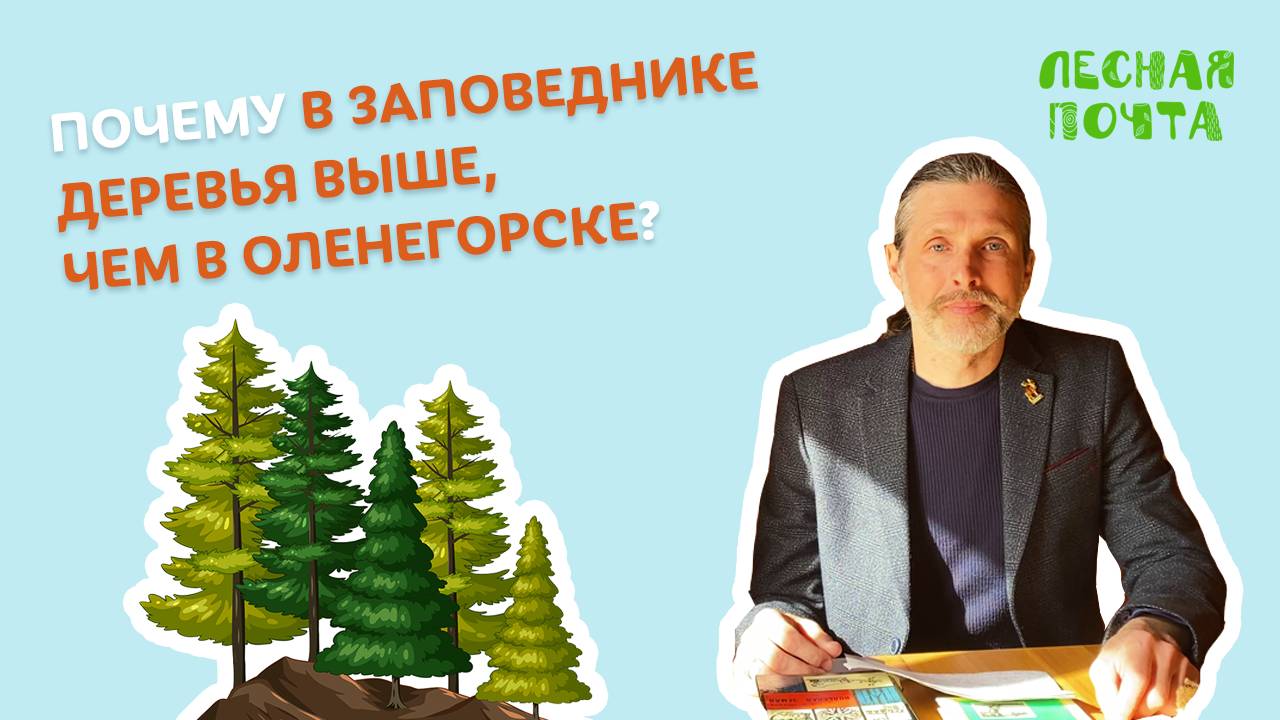 Почему в заповеднике деревья выше, чем в Оленегорске? Лесная почта Лапландского заповедника смотреть онлайн