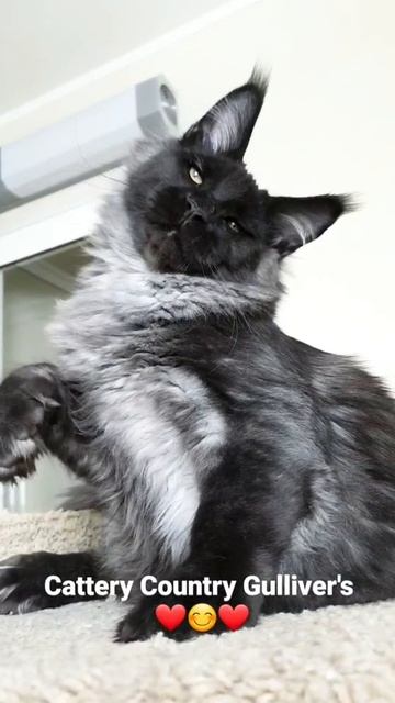 Котёнок мейн-кун из питомника Страна Гулливеров смотреть онлайн