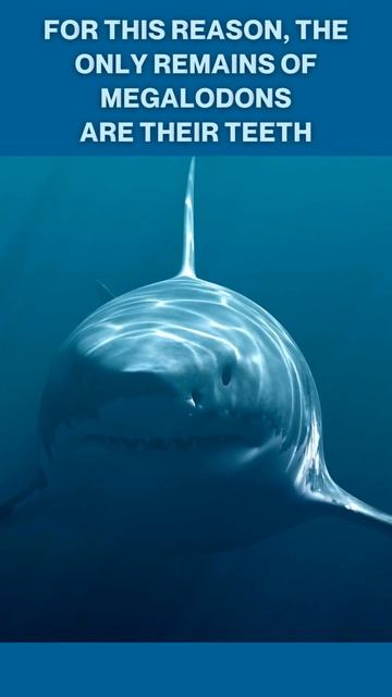 Sharks do not have bones - Interesting Fact смотреть онлайн