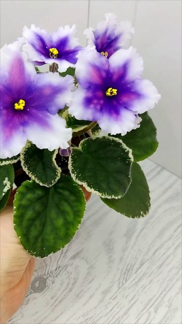 Фиалка РС-Успех