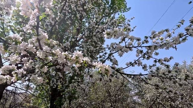 Яблони в цвету