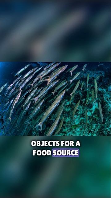 fun facts about barracuda fish #shortsvideo смотреть онлайн