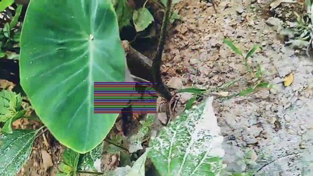 Cute Little Pussy Cat In My Backyard | So Cute | смотреть онлайн
