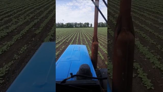 Просапка соняшника!МТЗ 82.1 та 892, крн 5.6! смотреть онлайн