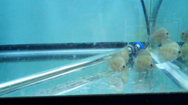 Wayne Ng Blue Knights from New Jersey Discus 5 min after hitting the tank смотреть онлайн