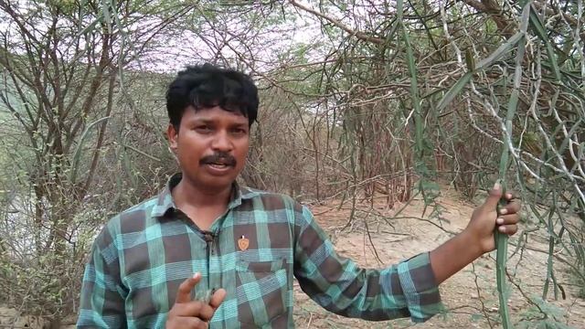 విరిగిన ఎముకలు అతికించే నల్లేరు/About Cissus quadrangularis plant uses смотреть онлайн