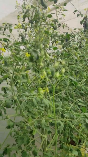 Cherry Tomato And Broccoli In Dutch Bucket System #hydroponics#diet#healthy#nutrition#pesticidefree