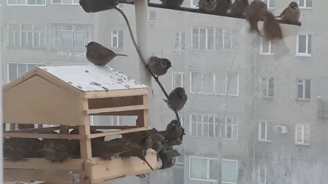 Общественная столовая смотреть онлайн