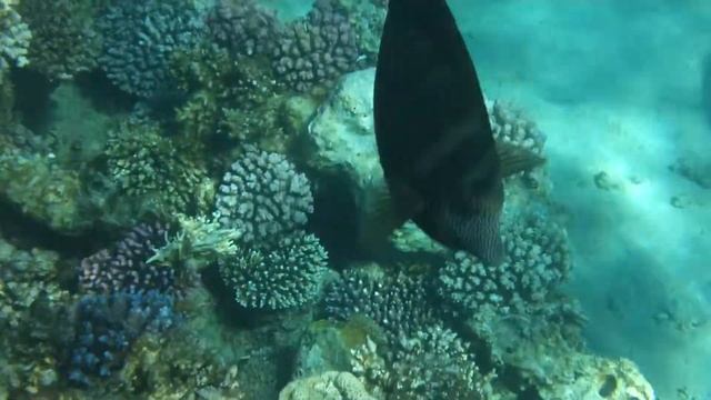 20140227 Подводный мир Шарм-эль-Шейха смотреть онлайн