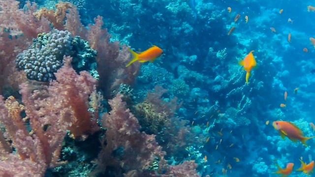 Дайвинг Египет. Diving Egypt 2024