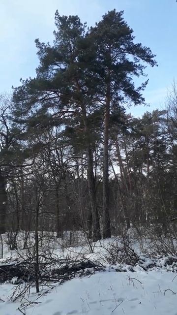 сосновый лес