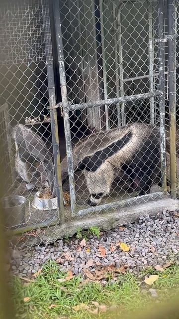 Chickens and anteaters смотреть онлайн