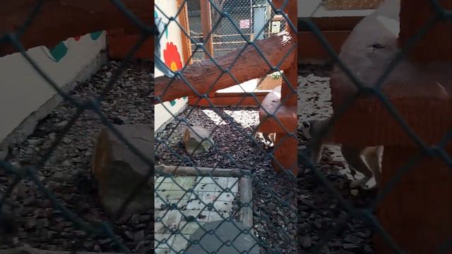 зоопарк Лимпопо продолжение смотреть онлайн