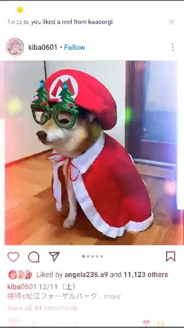 New corgi picture video looking please like share korun смотреть онлайн