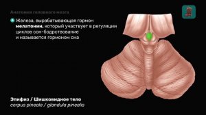 Головной мозг: Строение и Функции. Краткий обзор | Easy Anatomy
