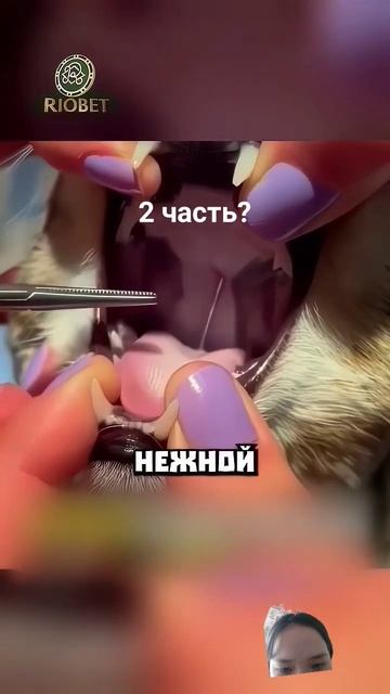 кошка съела иголку смотреть онлайн