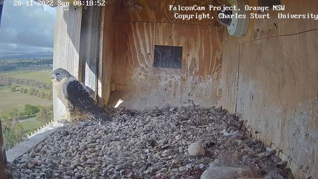 Orange, AU - Rubus, a kisebbik fióka is kirepült (08:18:57) - hírek és videók a leírásban 2022 11 2 смотреть онлайн