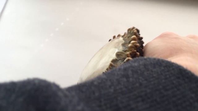 НОЖИЩЕ "ДИКИЙ" из частей ДОБЫТОГО ЖИВОТНОГО смотреть онлайн