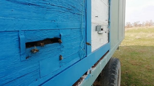 Пчеловодство 10,03,2019 Новая поилка на пасеке смотреть онлайн