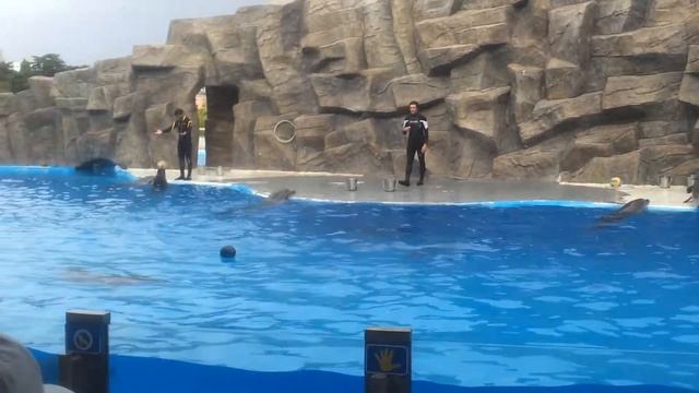 Батуми дельфинарий смотреть онлайн