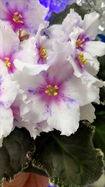 Фиалка Dn-Love Time