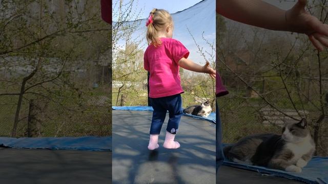 Попрыгушки на батуте с котом