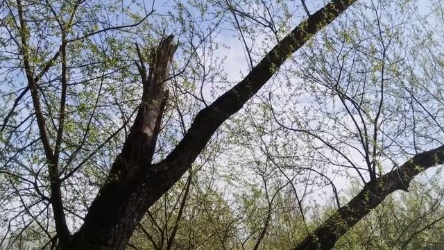 Цветение и вегетация смотреть онлайн