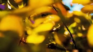 Эту музыку можно слушать Вечно !!! Самая красивая мелодия для Души!