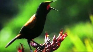 Пение птиц.Участие 60(!) видов птиц 🦜в этой «Опере птиц» впечатляет! Цифровая обработка впечатляет!