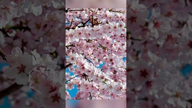 МОЙ НОВЫЙ ПРОЦЕСС "ВИШНЯ". БРЕНД АЛМАЗНЫЙ РЯД, смотреть онлайн