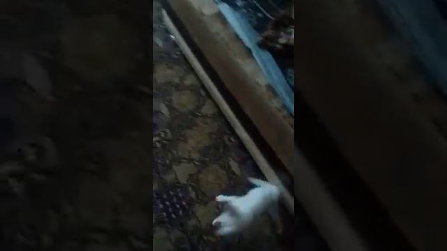 Свинс