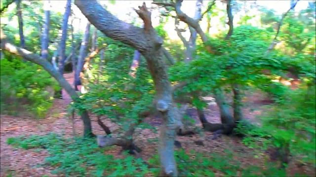 Virginia Life. 042. Аэрошоу, моё хобби и Кемпинг смотреть онлайн