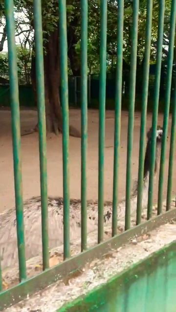 emu #shorts #zoo #youtubeshorts #animals #placestovisitinthrissur смотреть онлайн
