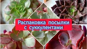 Распаковка посылки с суккулентами (из магазина Diva Green). Красивые эхеверии и вариегатный эониум