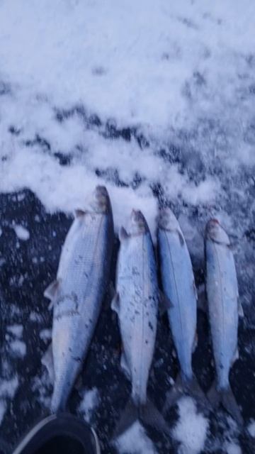 Рыбалка на Байкале зимой март смотреть онлайн