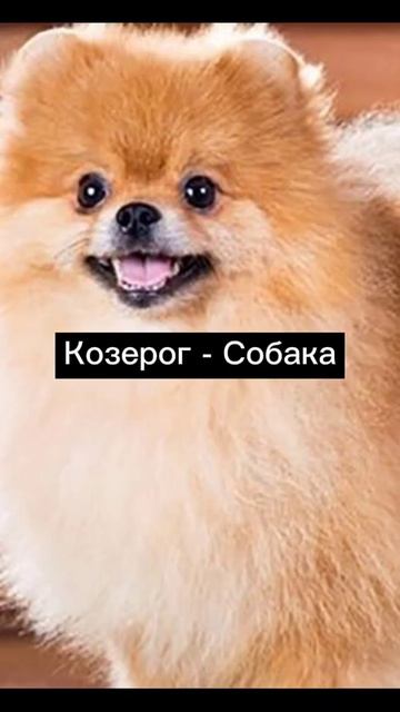 кто ты из животных по ЗЗ? смотреть онлайн