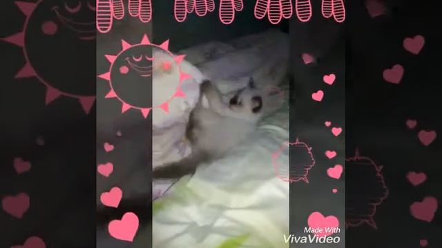 Лили и Бизон/Котики моей мамы😸😸