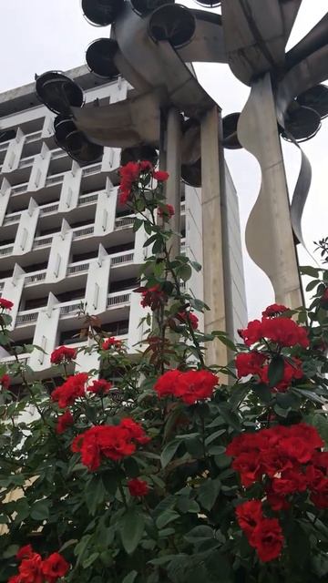 Цветы в Пятигорске возле санатория «Родник» смотреть онлайн