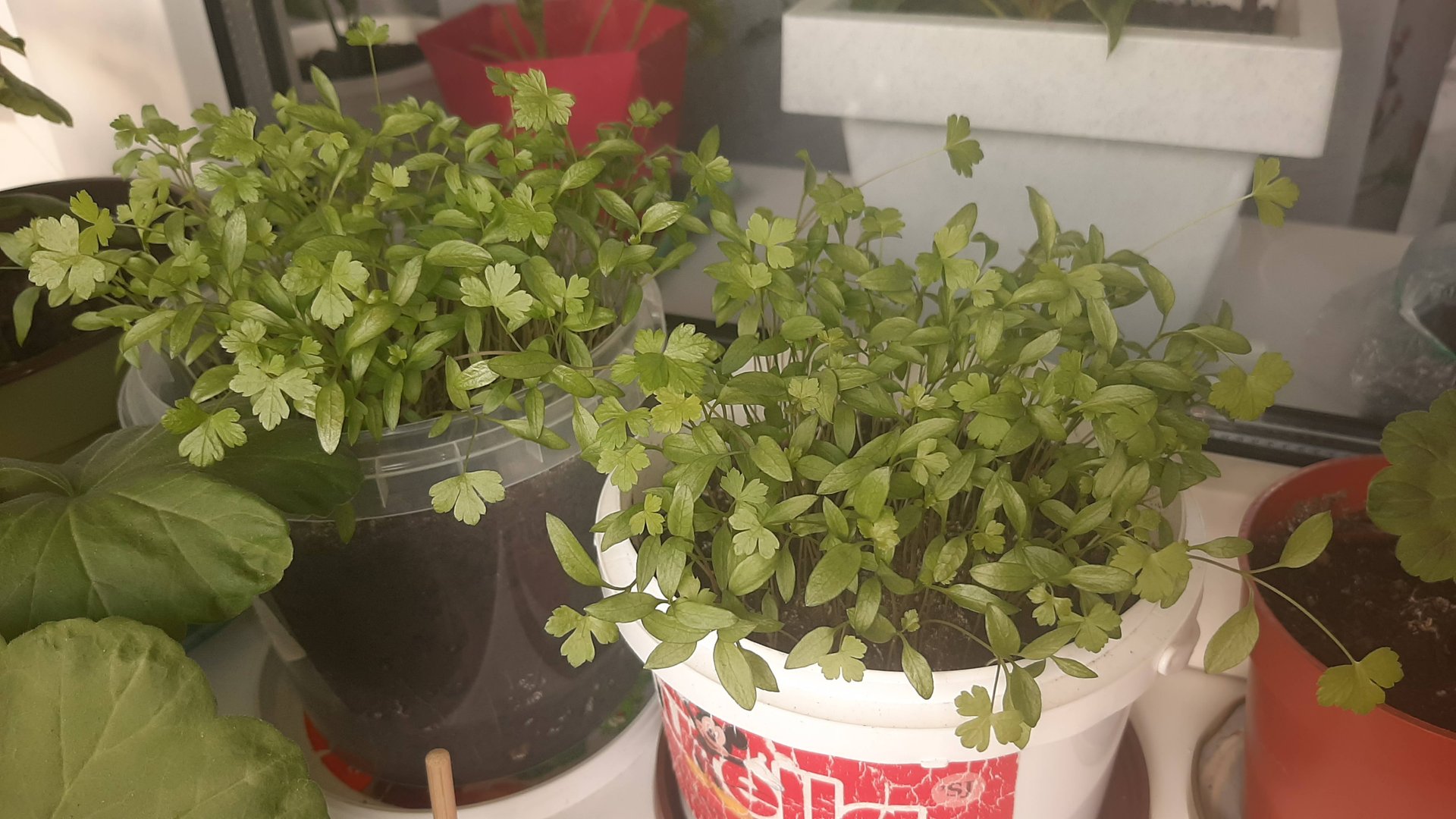 ПЕТРУШКА НА БАЛКОНЕ,ПОСАДИЛА 1 АПРЕЛЯ!ЧЕМ ЖЕ ПОДКОРМИТЬ ЕЁ? ПИШИТЕ