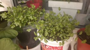 ПЕТРУШКА НА БАЛКОНЕ,ПОСАДИЛА 1 АПРЕЛЯ!ЧЕМ ЖЕ ПОДКОРМИТЬ ЕЁ? ПИШИТЕ