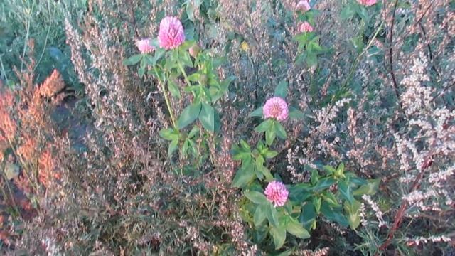18  деревенская околица. Belarusian Rural Landscape.
