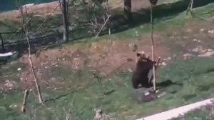 Материнский инстинкт